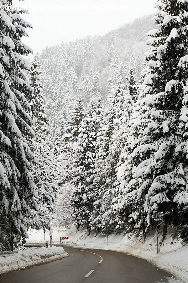 Conifer, Fir, Plant, Tree, Ice, Outdoors, Snow