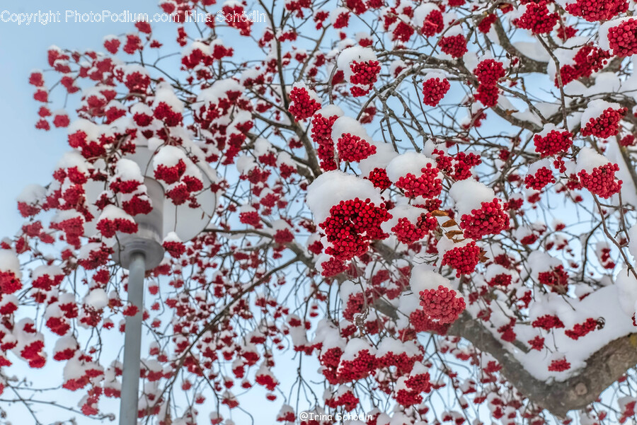Plant, Flower, Blossom, Nature, Outdoors