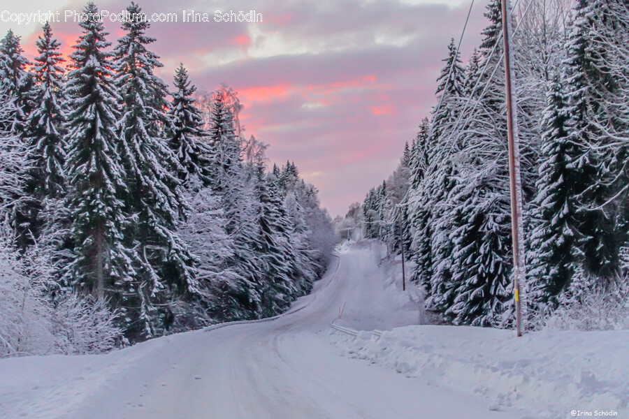 Tree, Plant, Fir, Abies, Nature