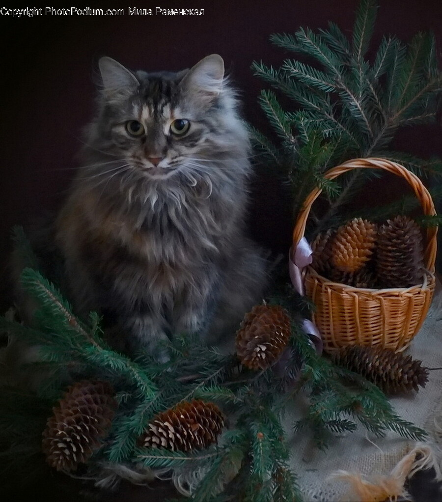 Plant, Tree, Cat, Pet, Mammal