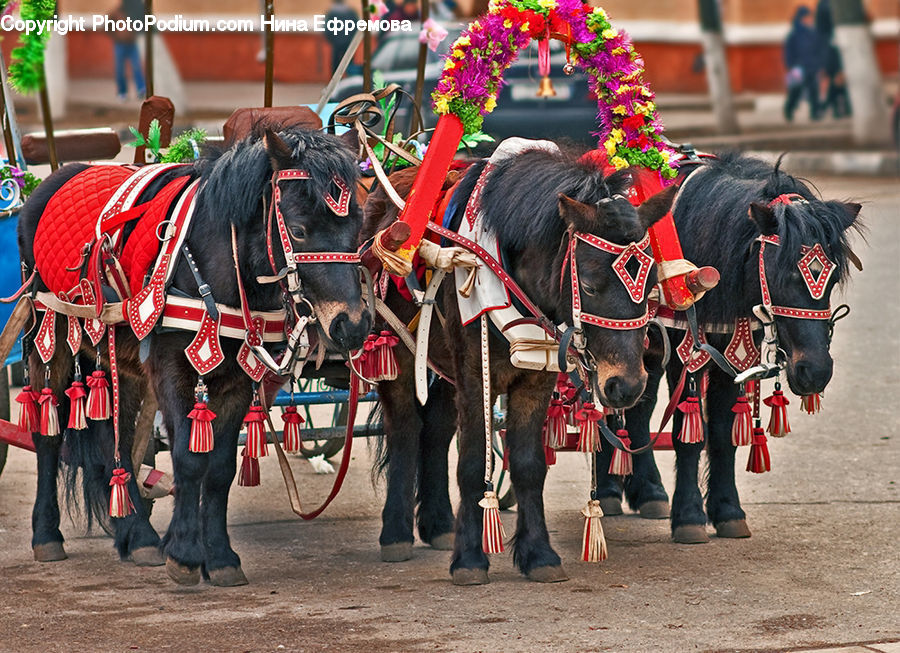 Carriage, Horse Cart, Vehicle, Plant, Potted Plant, Animal, Horse