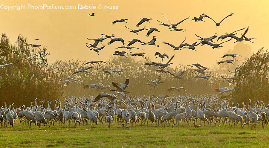 Flock, Animal, Bird