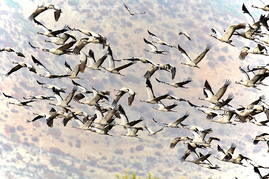 Flock, Animal, Bird, Flying