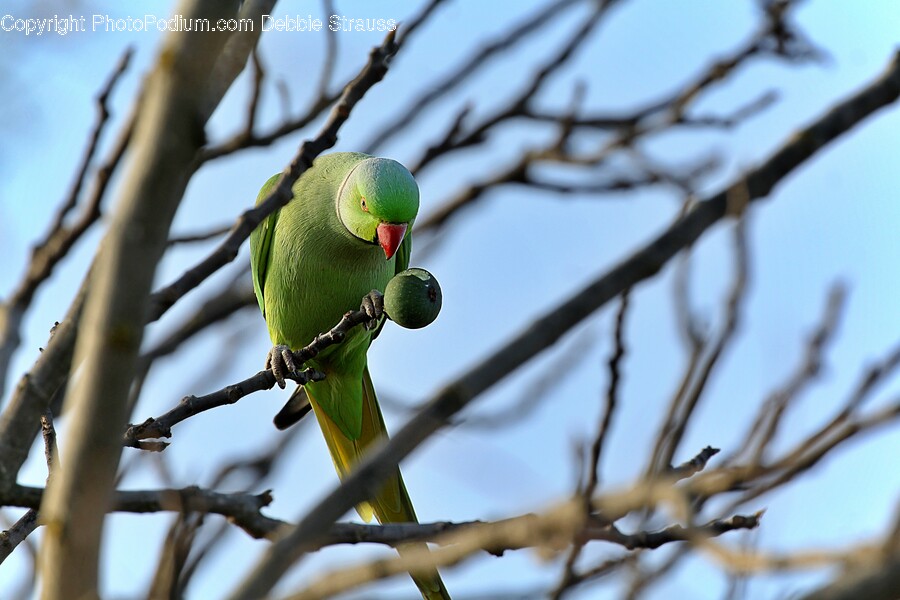 Parakeet, Bird, Animal, Parrot
