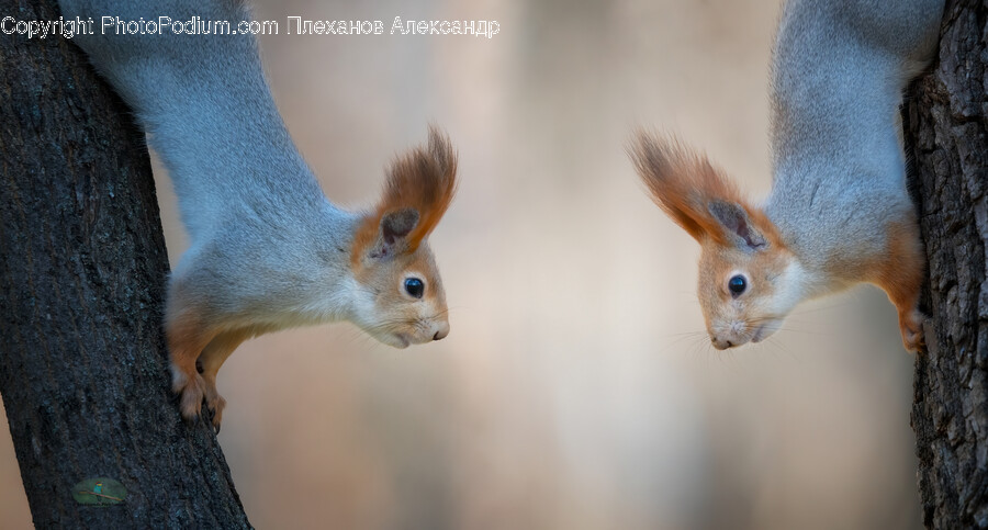 Squirrel, Rodent, Animal, Mammal, Bird