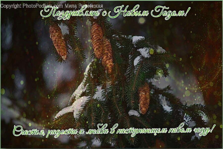 Tree, Plant, Fir, Abies, Conifer