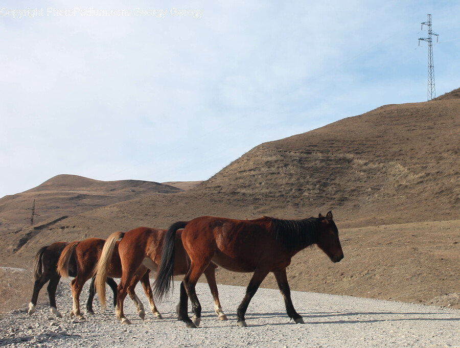 Horse, Animal, Mammal, Nature, Outdoors