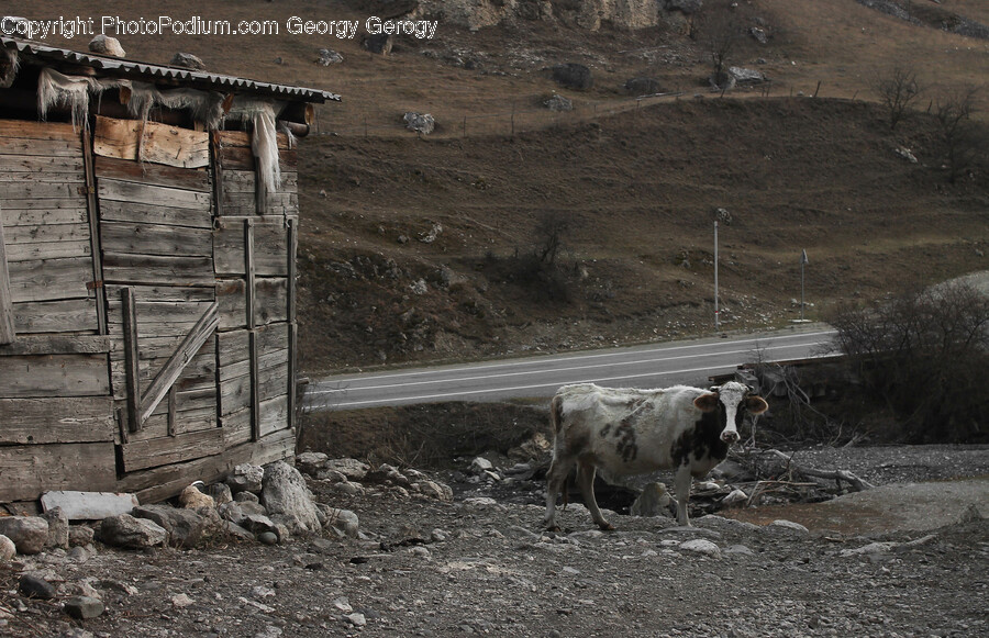 Cow, Mammal, Cattle, Animal, Road