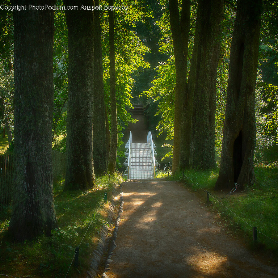 Tree, Plant, Outdoors, Tree Trunk, Path