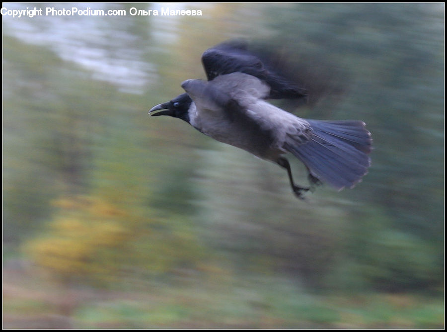 Bird, Blue Jay, Bluebird, Jay, Blackbird, Crow