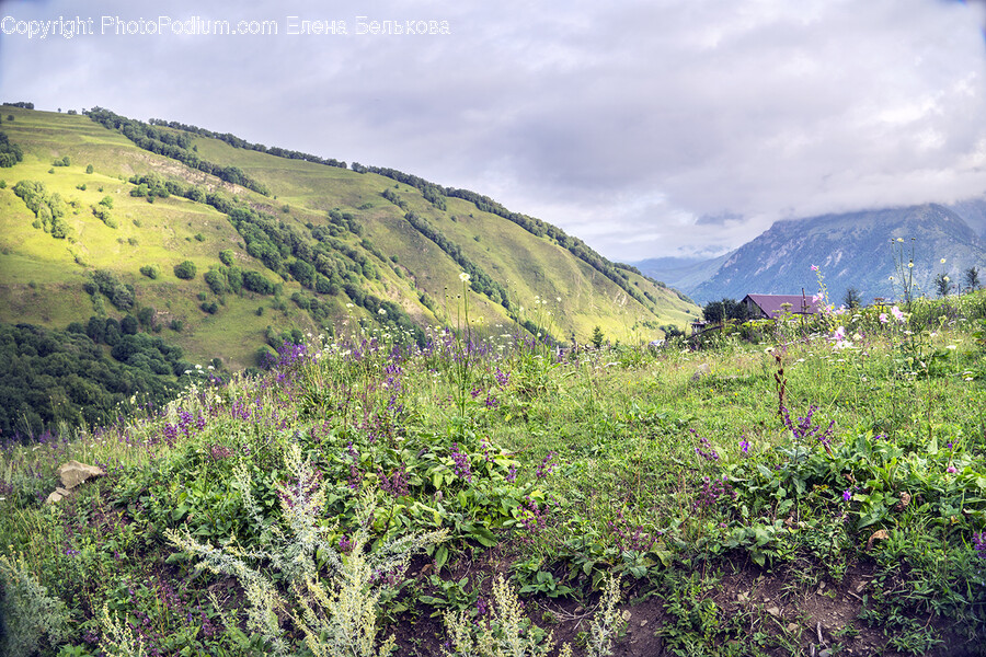 Outdoors, Nature, Hill, Countryside, Potted Plant