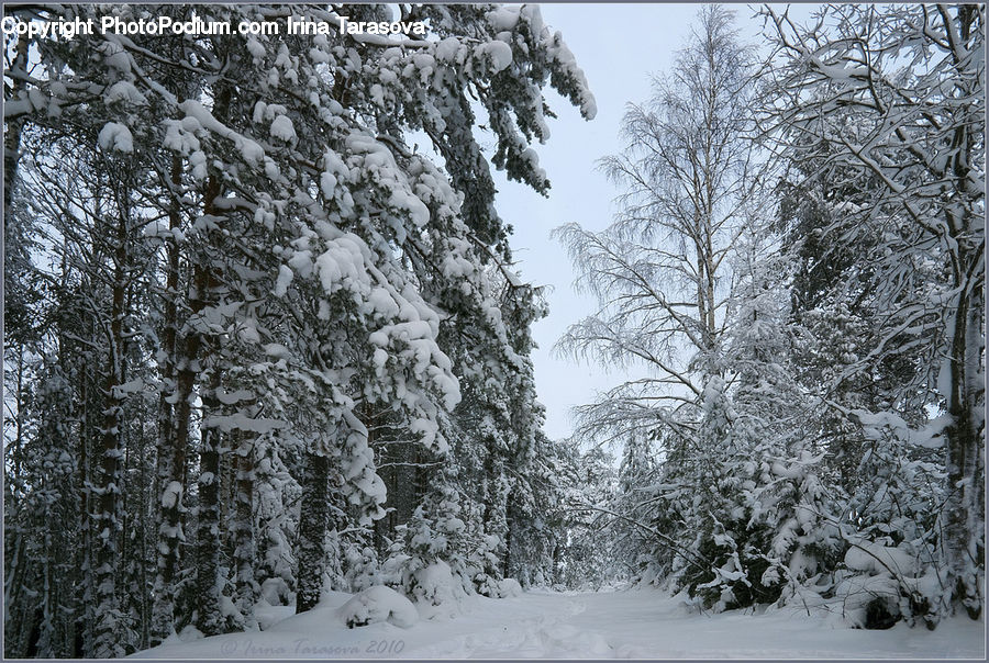Forest, Vegetation, Landscape, Nature, Scenery, Conifer, Fir