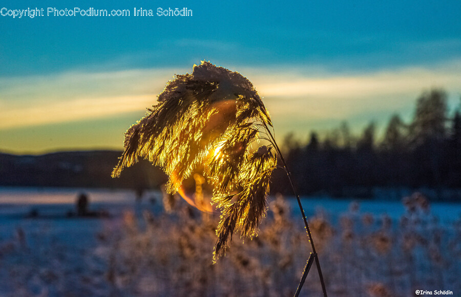 Grass, Plant, Lawn, Reed, Flare