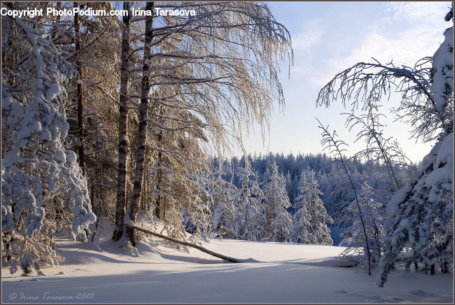 Ice, Outdoors, Snow, Landscape, Nature, Scenery, Forest