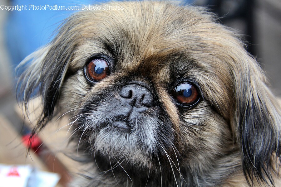 Dog, Pet, Canine, Animal, Mammal