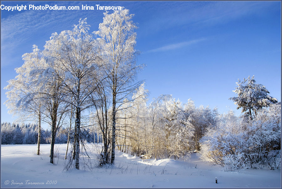Landscape, Nature, Scenery, Birch, Tree, Wood, Frost