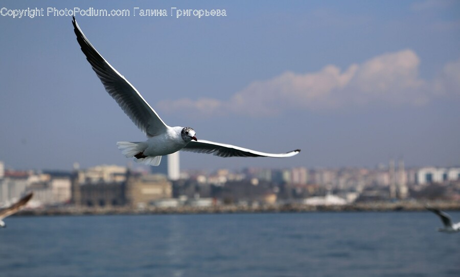 Bird, Animal, Flying, Seagull, Kite Bird