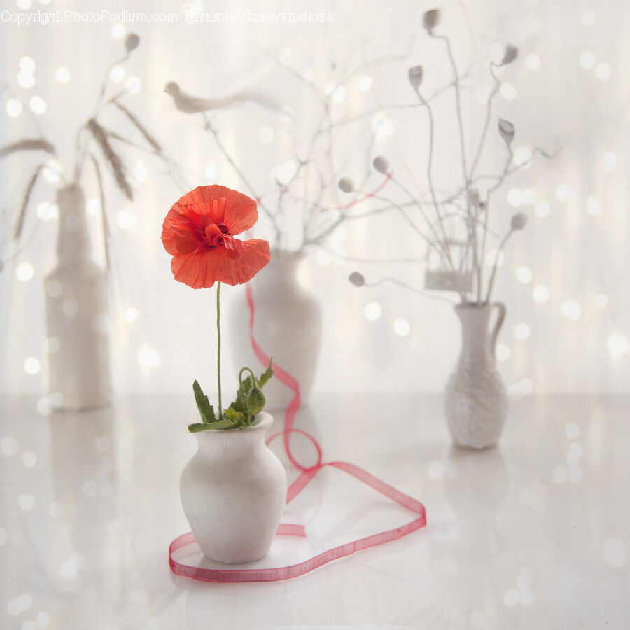 Plant, Flower, Blossom, Geranium, Petal