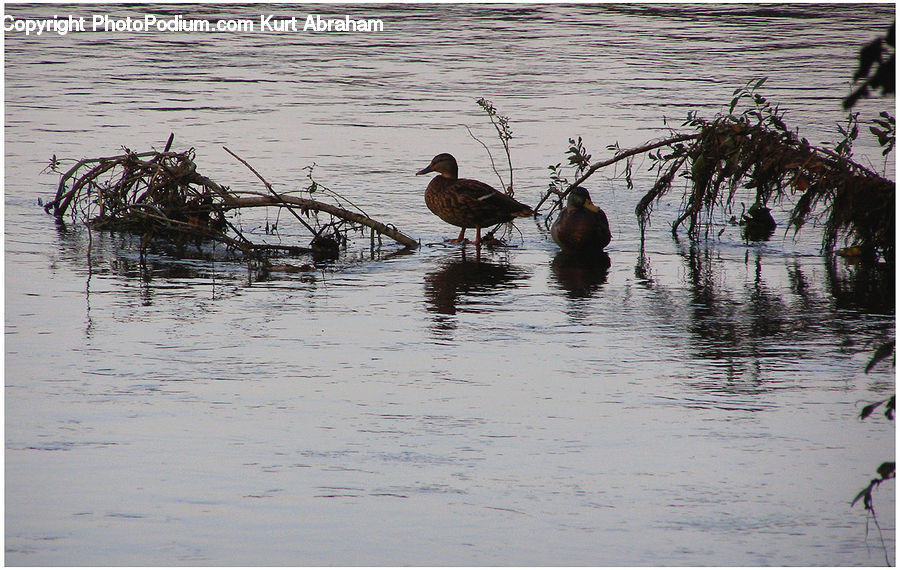 Bird, Black Swan, Swan, Waterfowl, Silhouette, Land, Marsh