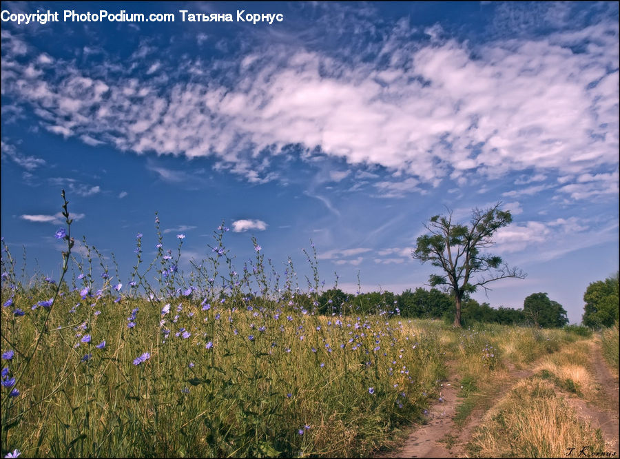 Field, Grass, Grassland, Land, Outdoors, Plant, Meadow