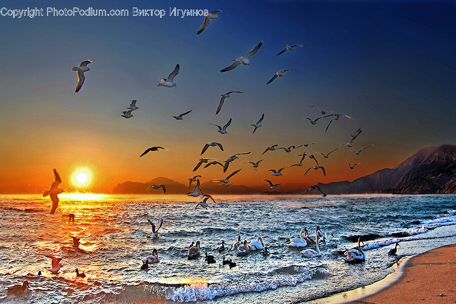 Bird, Animal, Flock, Outdoors, Nature