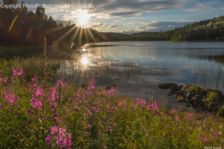 Flare, Light, Water, Outdoors, Nature