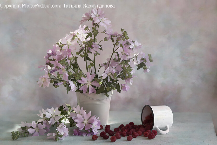 Plant, Flower, Blossom, Flower Arrangement, Geranium