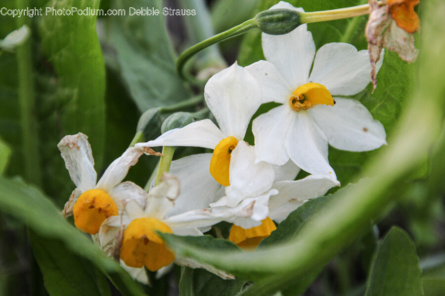 Plant, Flower, Blossom, Pollen, Geranium