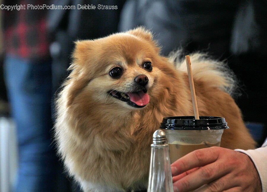 Dog, Pet, Animal, Canine, Mammal
