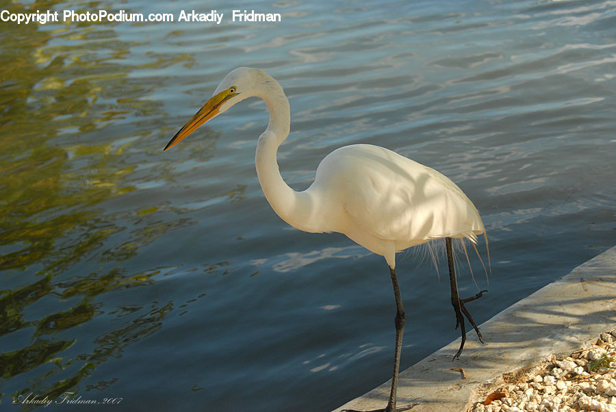 Bird, Flamingo, Flock, Crane Bird, Heron, Ardeidae, Stork