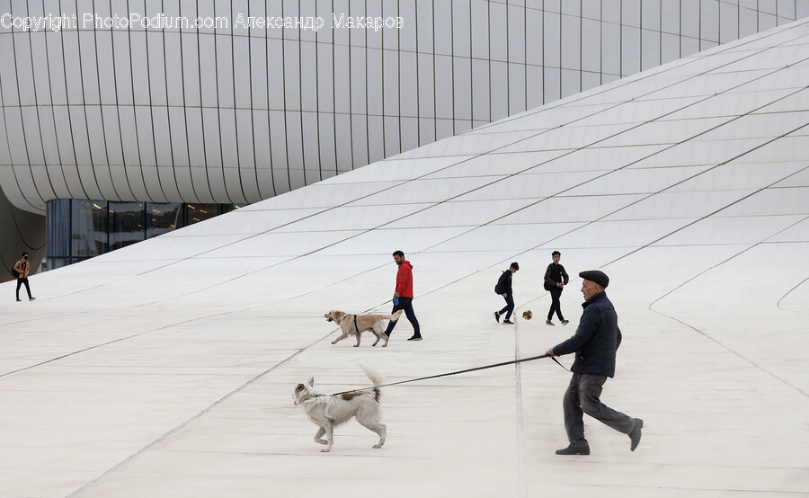 Person, Human, Dog, Canine, Pet