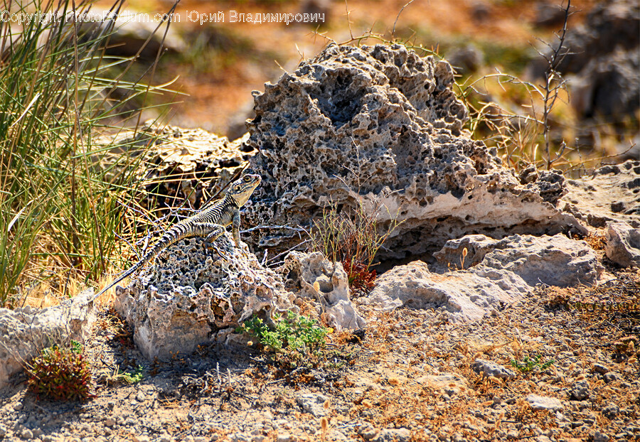 Ground, Lizard, Animal, Reptile, Military