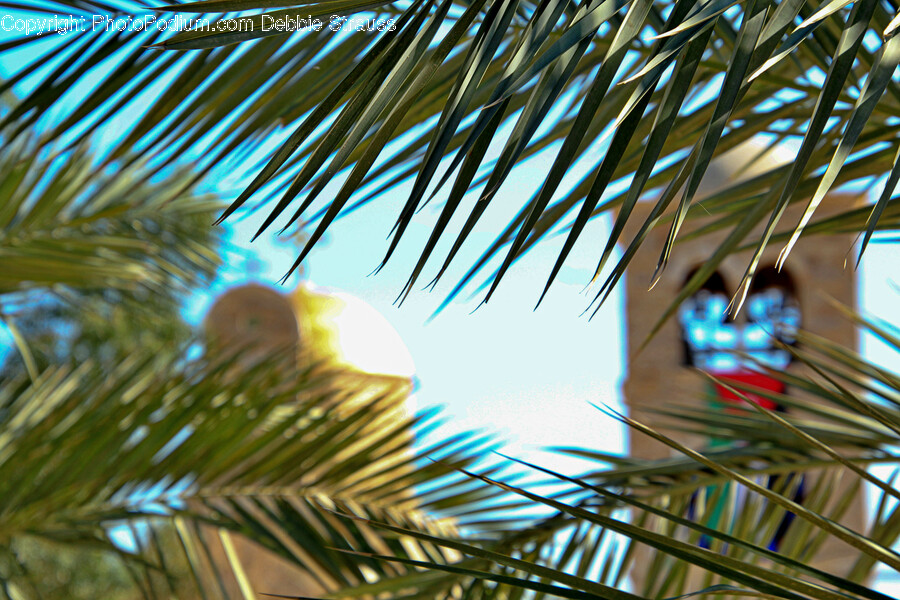 Tree, Plant, Palm Tree, Arecaceae, Summer