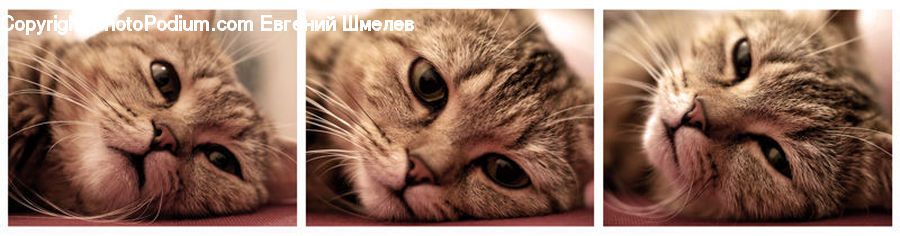 Adorable, Animal, Cat, Kitten, Mammal, Pet, Collage