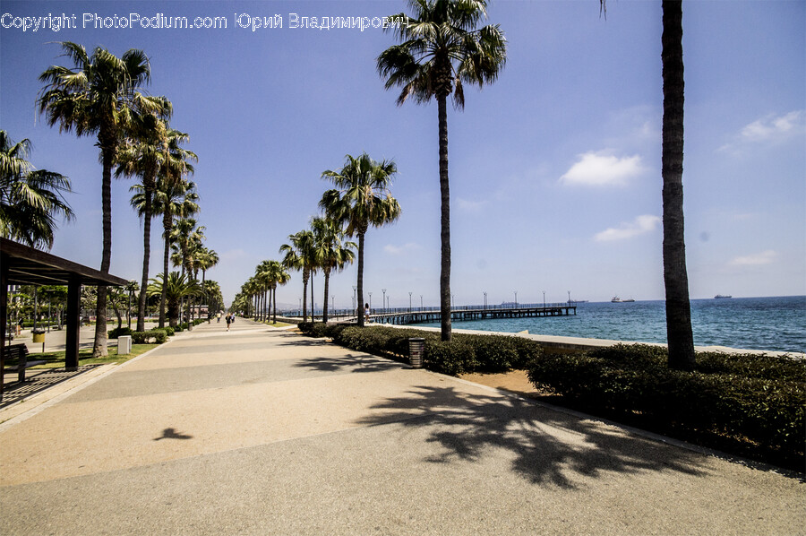 Summer, Tree, Plant, Palm Tree, Arecaceae