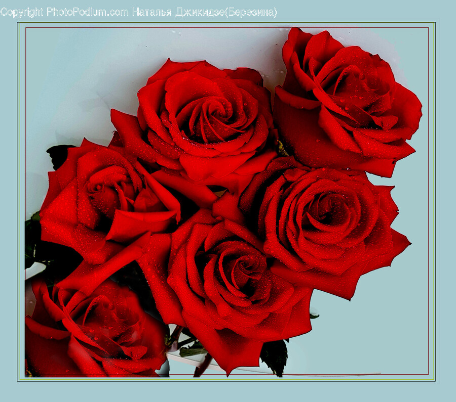 Plant, Rose, Flower, Blossom, Flower Bouquet