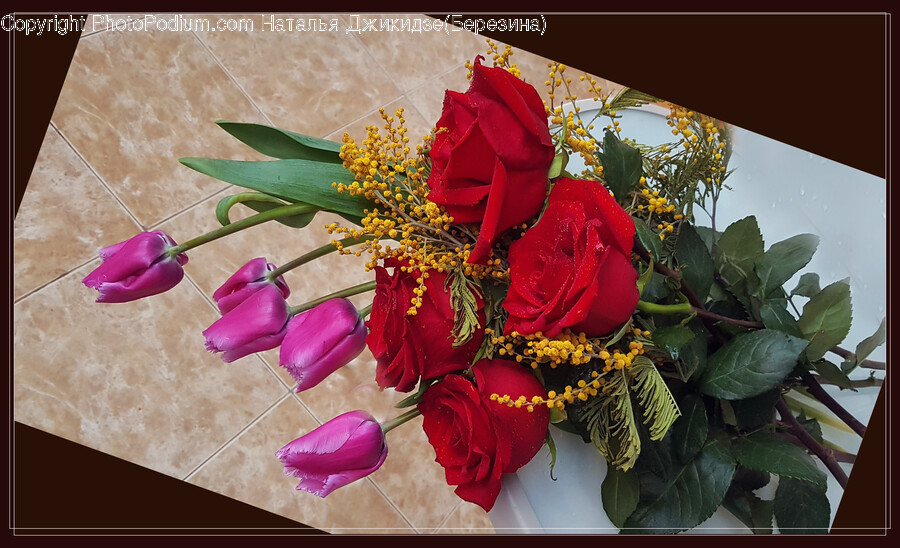 Plant, Flower, Blossom, Flower Bouquet, Flower Arrangement