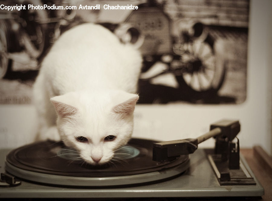 Animal, Cat, Pet, Siamese, Kitten, Mammal, Head