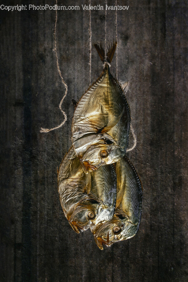 Insect, Invertebrate, Animal, Sphere, Fish