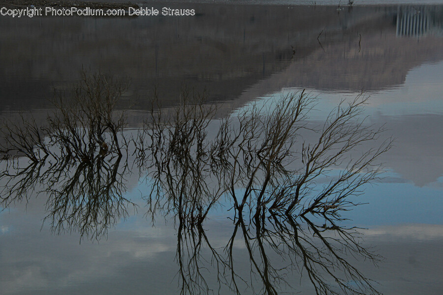 Land, Nature, Outdoors, Water, Swamp