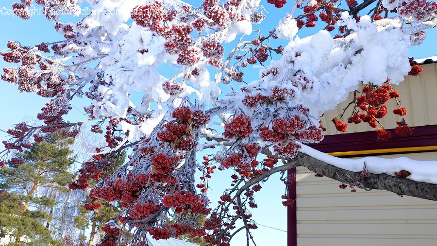 Plant, Flower, Blossom, Outdoors, Nature