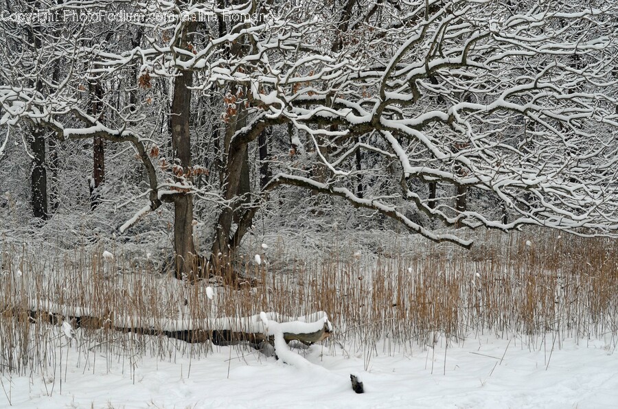 Nature, Blizzard, Outdoors, Snow, Storm