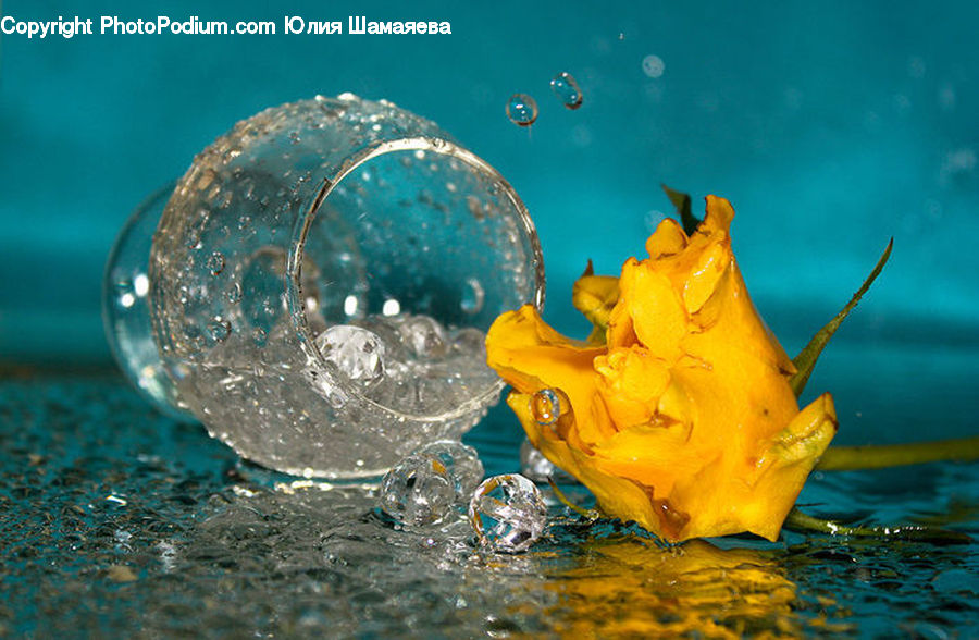 Invertebrate, Jellyfish, Sea Life, Water, Outdoors, Sea, Blossom