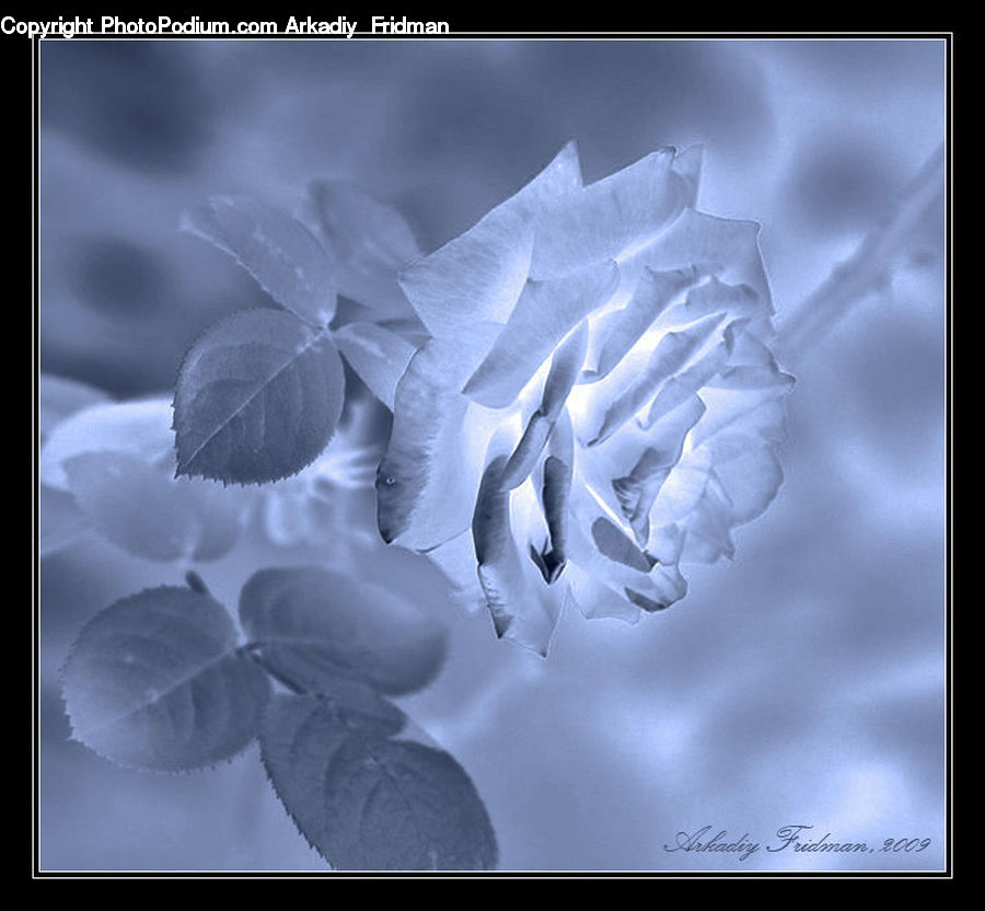 Blossom, Flora, Flower, Geranium, Plant, Petal, Carnation