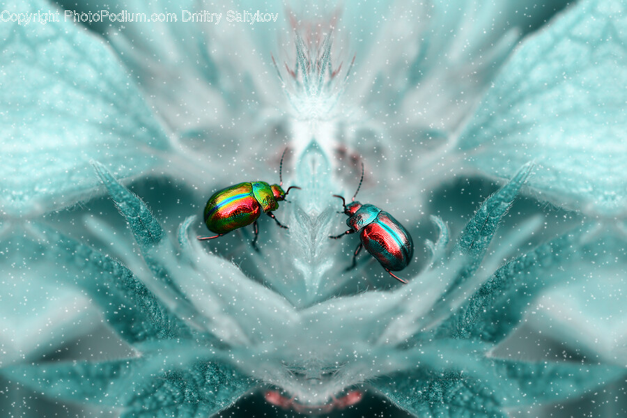Insect, Animal, Invertebrate, Nature, Outdoors