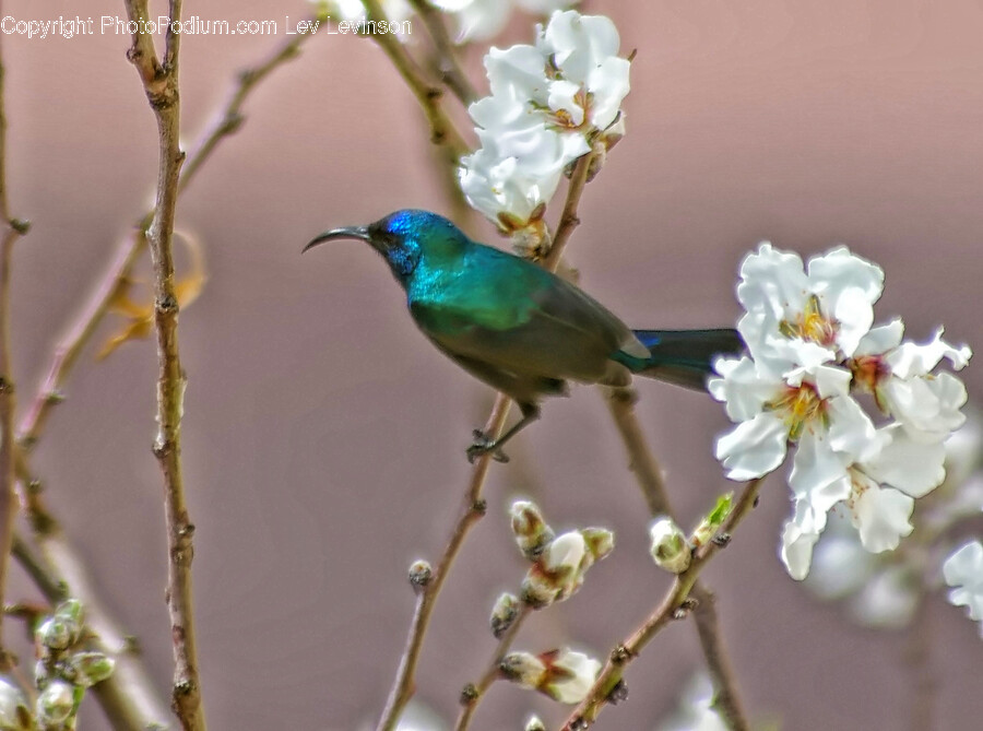 Bird, Animal, Bee Eater, Plant, Pollen