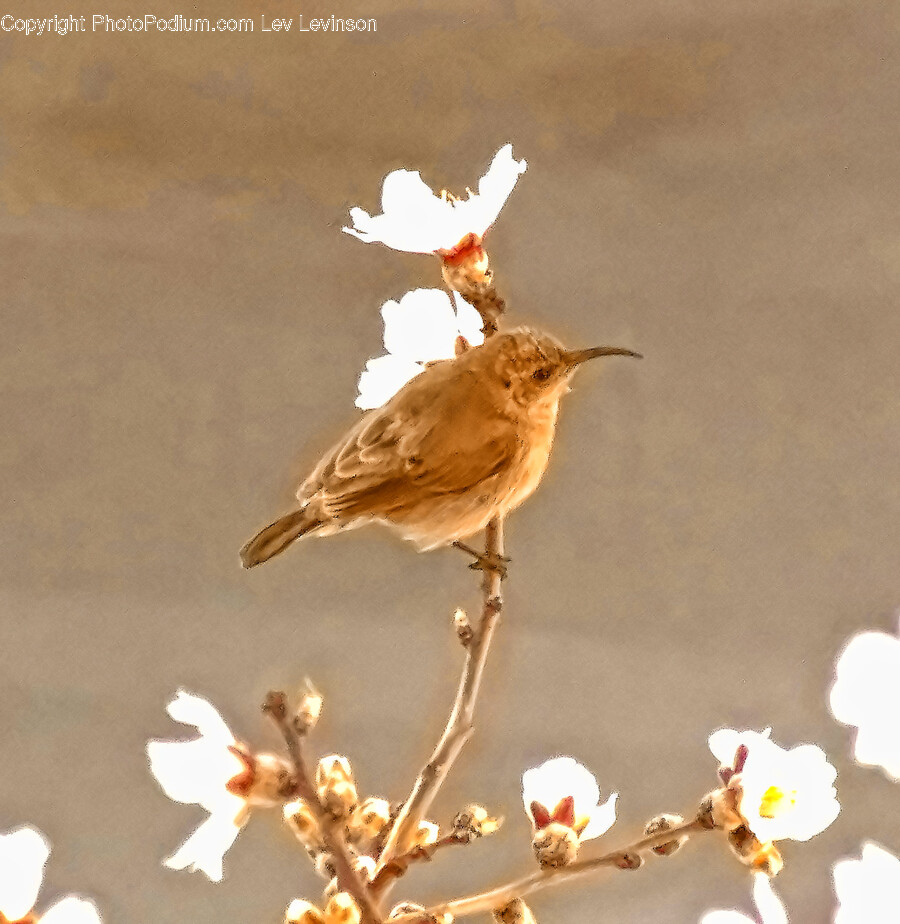Bird, Animal, Anthus, Sparrow, Plant