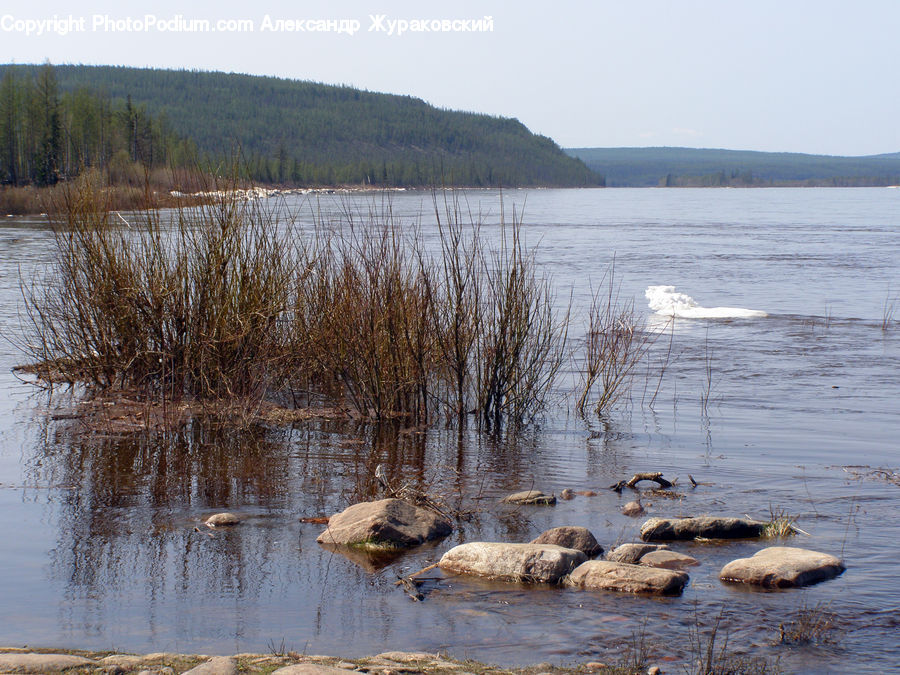 Lake, Outdoors, Water, Bird, Goose, Waterfowl, Rock