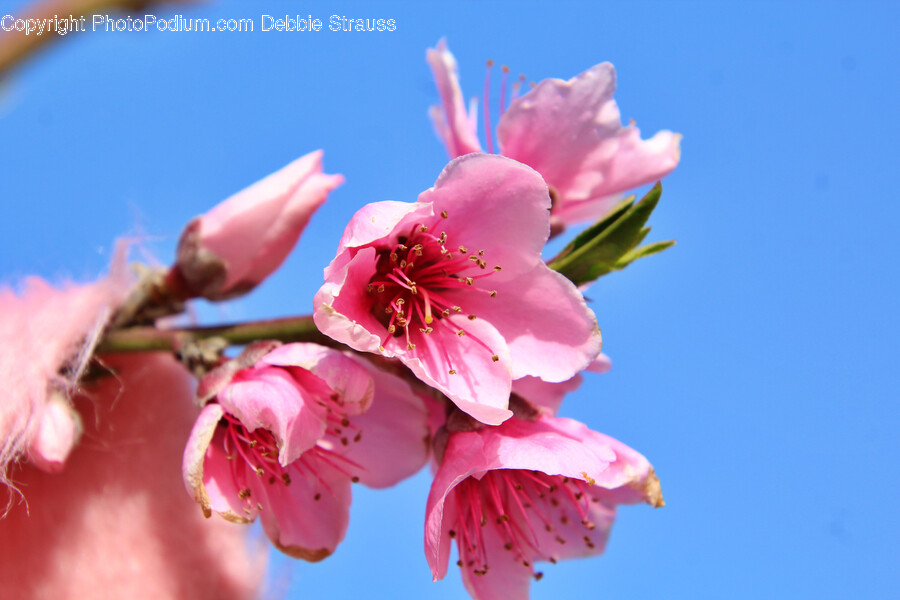 Plant, Flower, Blossom, Cherry Blossom, Petal