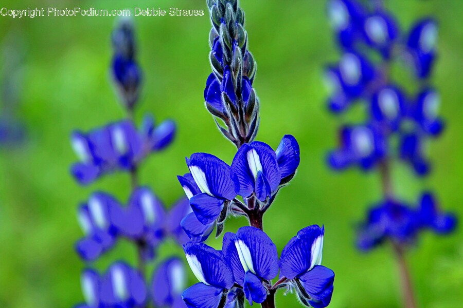 Plant, Iris, Flower, Blossom, Lupin